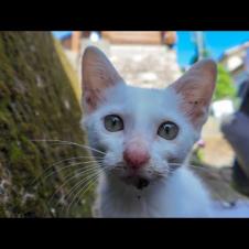 猫島の漁港近くの自転車置き場にいた子猫がかわいすぎた