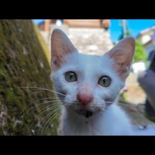 猫島の漁港近くの自転車置き場にいた子猫がかわいすぎた