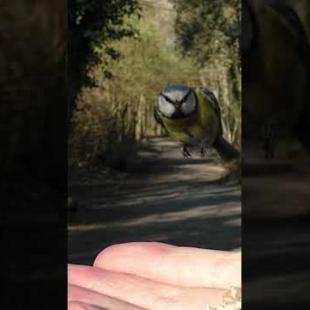 Blue Tit Bird Lands on My Hand