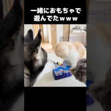 猫と犬が一緒におもちゃで遊んでた...笑#shorts