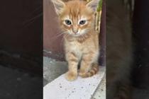 I think I saw a kitten #catshorts #shorts #cat #cats #kitten  #cat #animals #kedde #baby #cute