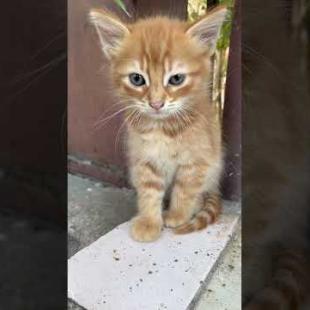 I think I saw a kitten #catshorts #shorts #cat #cats #kitten  #cat #animals #kedde #baby #cute
