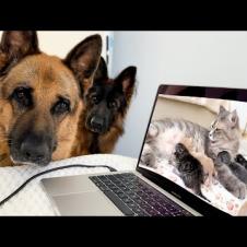 German Shepherds Were Confused when they watched a video of a Mom Cat with a Newborn Kittens!