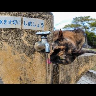 水道の水を飲む公園の猫