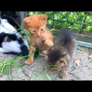 Tabby Kitten Waits for Me at the Park Every Day! 😍