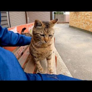 タバコ屋さんのベンチに野良猫が座っていたので隣に座ってナデナデすると喜んで膝の上に乗ってきた