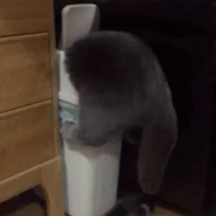 함정에 빠진 양이