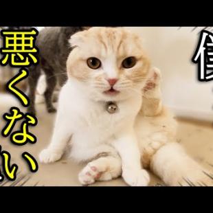 初めて真剣に叱られてションボリしちゃった子猫とハスキー犬がこちら...