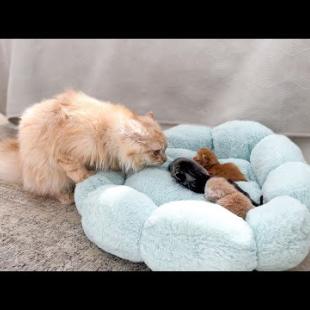 Dad Cat Meets Tiny Kittens