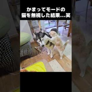 かまってモードの猫を無視した結果...笑#shorts