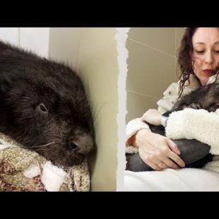 БОБР МУРА ЗАБОЛЕЛ