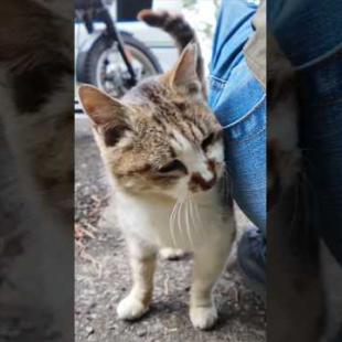 駐車場にいた猫ちゃん、すり寄ってきた