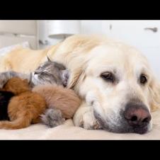 Mom Cat and Tiny Kittens Feels Completely Safe Next to a Golden Retriever