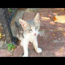 Weakened by hunger, tiny kitten asks for food and affection