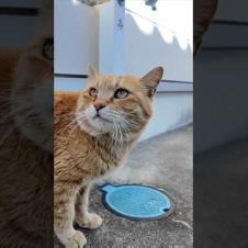 猫島の神社にいつもいる茶トラ猫ちゃん  #ImpressedCatVideo #catisland #猫