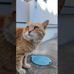 猫島の神社にいつもいる茶トラ猫ちゃん  #ImpressedCatVideo #catisland #猫