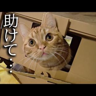 猫の悲鳴が聞こえたので駆け付けるとまさか...