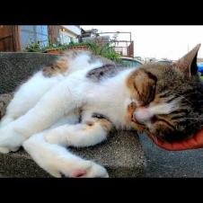 I met a stray cat with a strong headbutt in a fishing port town