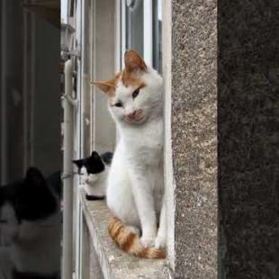 Street cats stand in front of the window like ornamental plants #catshorts #shorts #cat #cats #cute