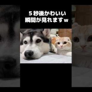 5秒後かわいい瞬間が見れます...笑#shorts