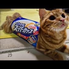 ハスキー犬がくんくん騒ぐのでついて行くと子猫がこうなってた...