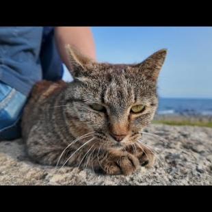 猫島で防波堤に座ると猫がトコトコ歩いてきて隣に座ってきた