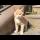 Cute hungry kitten living on the street waiting for food