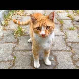 Homeless yellow cat lying on the ground and spinning around