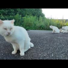 警戒心強めの白猫地帯に突入！猫たちにちゅーるをあげてみた