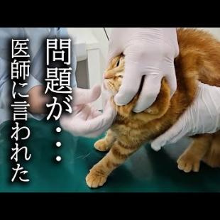 子猫が手術前に病院に検査に行くと問題が...