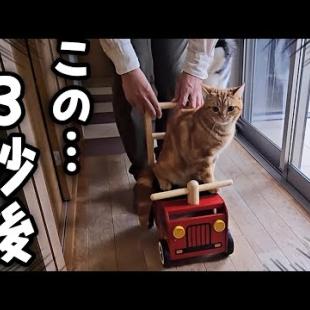 子猫と犬にこっそり新車をプレゼントしたら大喜びでこうなった...
