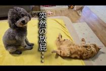 子猫が犬の前でうっかり放屁した瞬間がこちら...