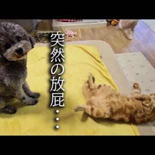 子猫が犬の前でうっかり放屁した瞬間がこちら...