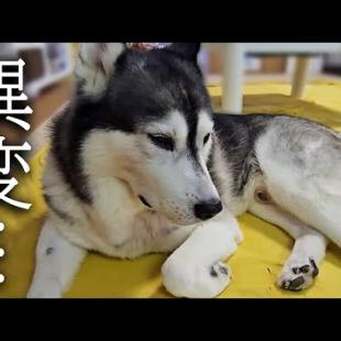 病院から戻ってから様子がおかしいです...