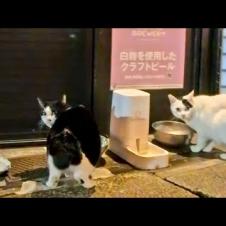 夜の繁華街を歩くと晩御飯中の猫たちに出会った