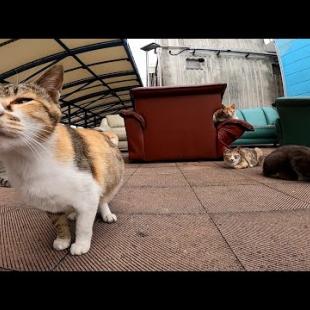 漁港で行われる猫の集会に参加してきた