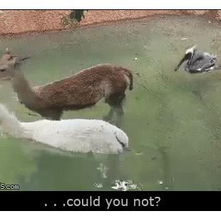 Bird vs alpaca