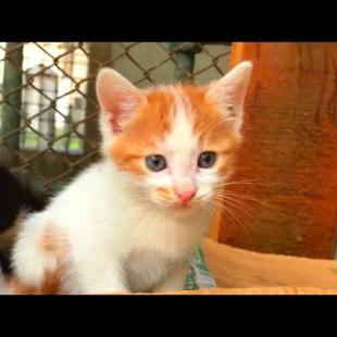 Heartbreaking story of mother cat left on the street with her kittens