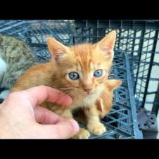 🐾 Will Melt Your Heart! Kittens Are Hungry and Need Love