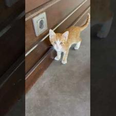 Little Cat Trying to Talk! 🐾🎥 #shorts #kitten #cat #catlove #cute #animals