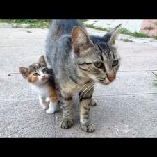 💔🐱🤍 A Heartwarming Miracle! A Mother Cat Who Lost Her Kittens Adopted an Orphaned Kitten.