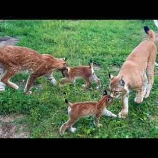 Реакция РЫСЕЙ С КОТЯТАМИ на гостей / Барханные кошки и сингапуры ловят саранчу