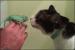 Gentle cat is curious about a chameleon.