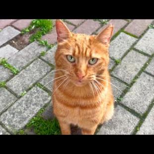 Ginger street cat performs meow symphony on cat house