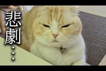 みなさまうちに泥棒が出ました...