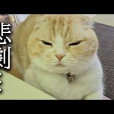 みなさまうちに泥棒が出ました...