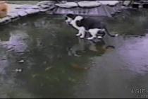 A cat chases fish swimming around underneath.