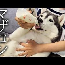 ごはんを食べないハスキー犬と猫達にミルクをあげてみた結果...