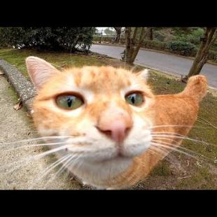 公園の茶トラ猫が甘えてきてカワイイ