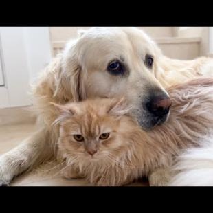 Golden Retriever Decided That a Cat is Better Than a Pillow!